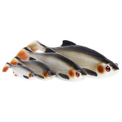 Westin Ricky The Roach Shadtail Single Lures